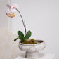 Garance Footed Bowl By Accent Decor | Decorative Bowls | Modishstore - 3