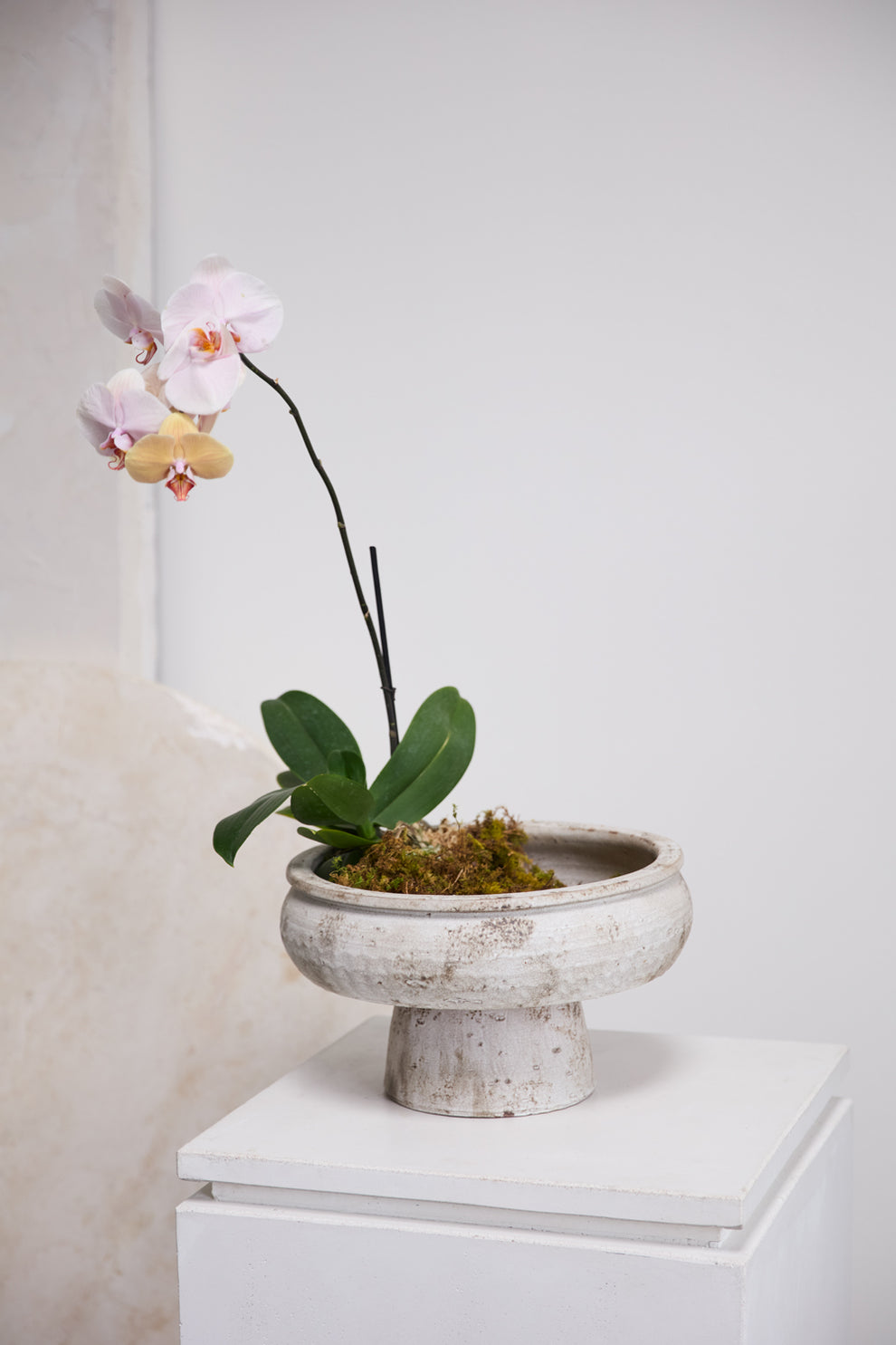 Garance Footed Bowl By Accent Decor | Decorative Bowls | Modishstore - 3
