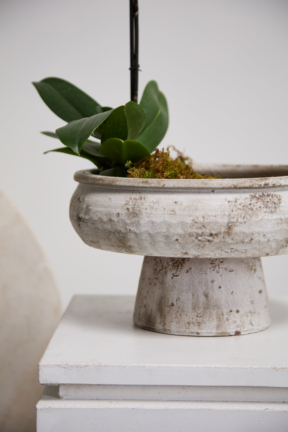 Garance Footed Bowl By Accent Decor | Decorative Bowls | Modishstore - 4
