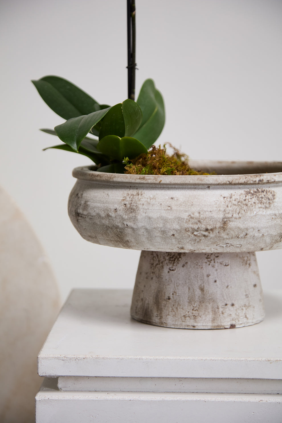 Garance Footed Bowl By Accent Decor | Decorative Bowls | Modishstore - 4