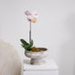 Garance Footed Bowl By Accent Decor | Decorative Bowls | Modishstore - 5