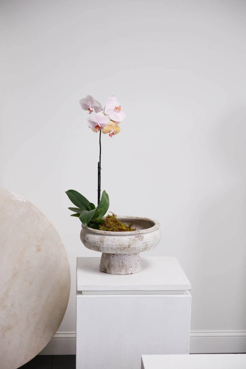 Garance Footed Bowl By Accent Decor | Decorative Bowls | Modishstore - 5