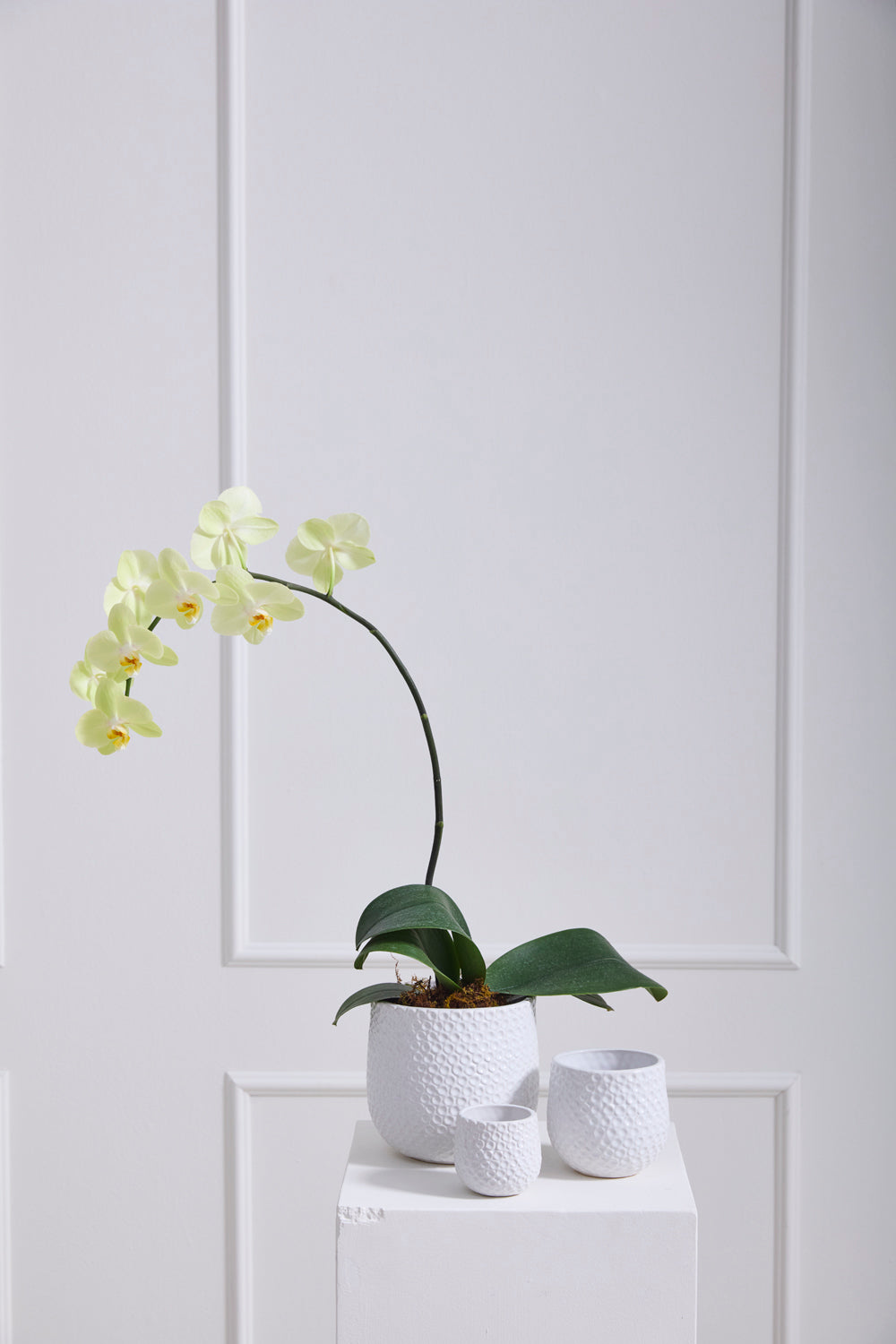 Ginny Pot Set of 8 By Accent Decor | Planters, Troughs & Cachepots | Modishstore - 1