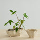 Glaslow Planter Set of 2 By Accent Decor | Planters, Troughs & Cachepots | Modishstore - 3