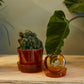 Glass Pot with Saucer Set of 4 By Accent Decor | Planters, Troughs & Cachepots | Modishstore - 3