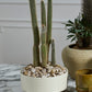Hailey Footed Bowl By Accent Decor | Decorative Bowls | Modishstore - 4