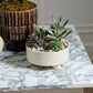 Hailey Footed Bowl By Accent Decor | Decorative Bowls | Modishstore - 5