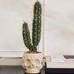 Haunting Skull Pot Set of 2 By Accent Decor | Planters, Troughs & Cachepots | Modishstore - 5