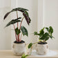House Spider Pot Set of 4 By Accent Decor | Planters, Troughs & Cachepots | Modishstore - 3