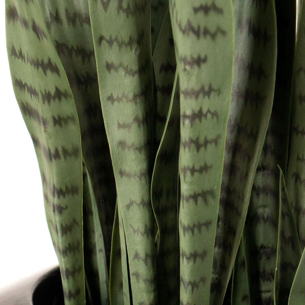 Sansevieria Green in Rectangle Planter w/ Legs By Gold Leaf | Planters, Troughs & Cachepots | Modishstore - 3