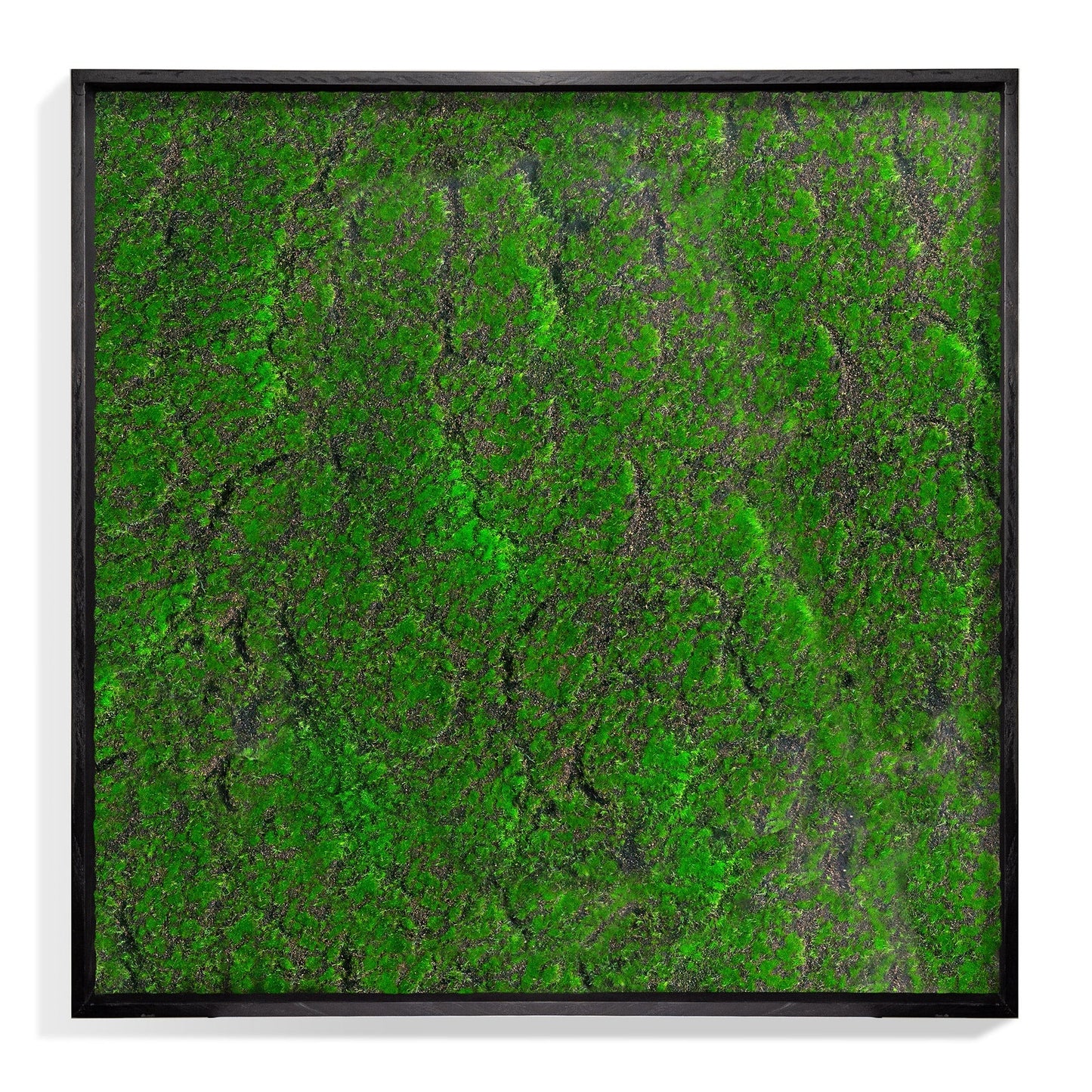 Green Wall, ‘New Moss Square’ By Gold Leaf | Wall Art | Modishstore - 1