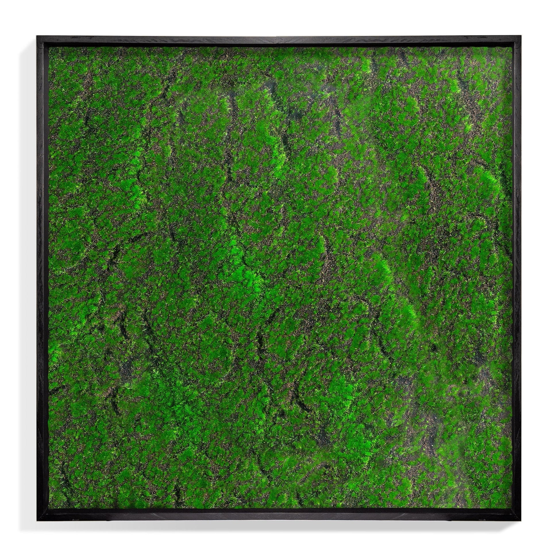 Green Wall, ‘New Moss Square’ By Gold Leaf | Wall Art | Modishstore - 1