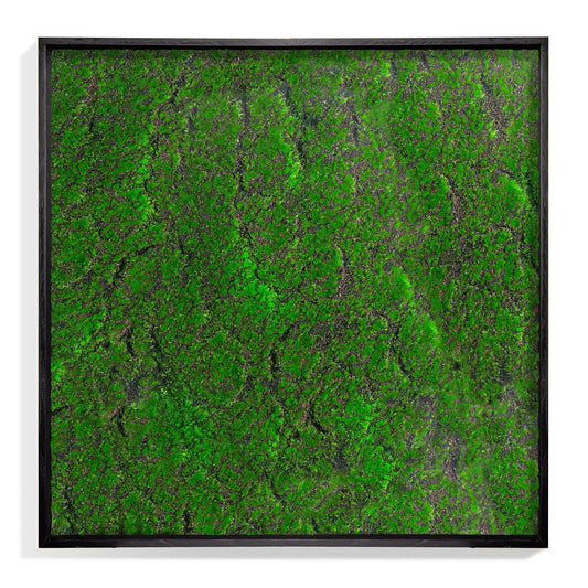 Green Wall, ‘New Moss Square’ By Gold Leaf | Wall Art | Modishstore - 1