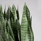 Sansevieria 33"H in Whitewash Rectangle Planter By Gold Leaf | Planters, Troughs & Cachepots | Modishstore - 5