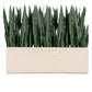 Sansevieria 33"H in Whitewash Rectangle Planter By Gold Leaf | Planters, Troughs & Cachepots | Modishstore - 1