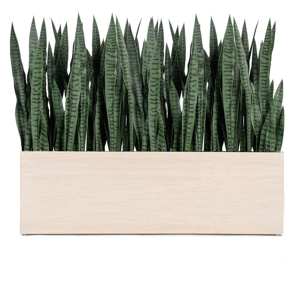 Sansevieria 33"H in Whitewash Rectangle Planter By Gold Leaf | Planters, Troughs & Cachepots | Modishstore - 1
