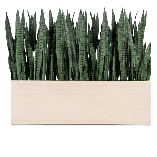 Sansevieria 33"H in Whitewash Rectangle Planter By Gold Leaf | Planters, Troughs & Cachepots | Modishstore - 1