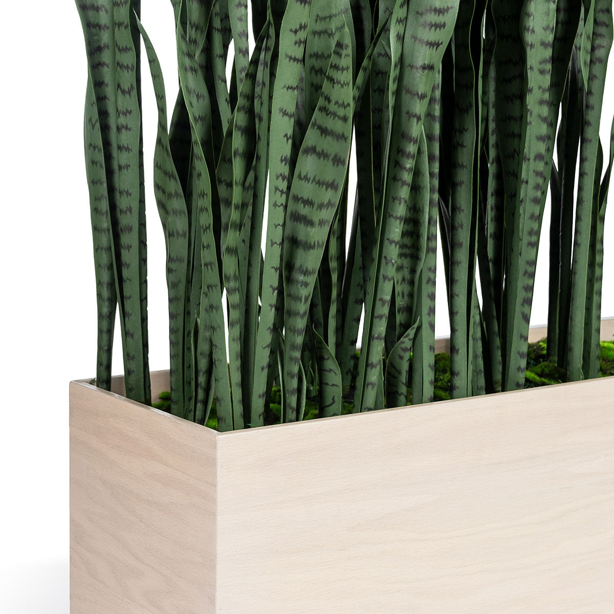 Sansevieria 33"H in Whitewash Rectangle Planter By Gold Leaf | Planters, Troughs & Cachepots | Modishstore - 4