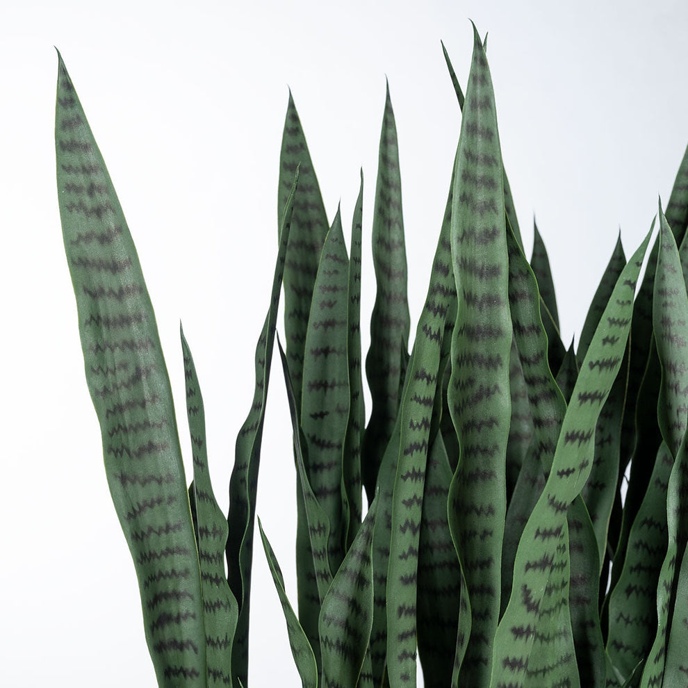 Sansevieria Green in Rectangle Planter w/ Legs By Gold Leaf | Planters, Troughs & Cachepots | Modishstore - 2