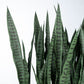Sansevieria 29"H in Whitewash Rectangle Planter By Gold Leaf | Planters, Troughs & Cachepots | Modishstore - 3