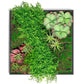 Green Wall, Button Fern Mix By Gold Leaf | Wall Art | Modishstore - 3