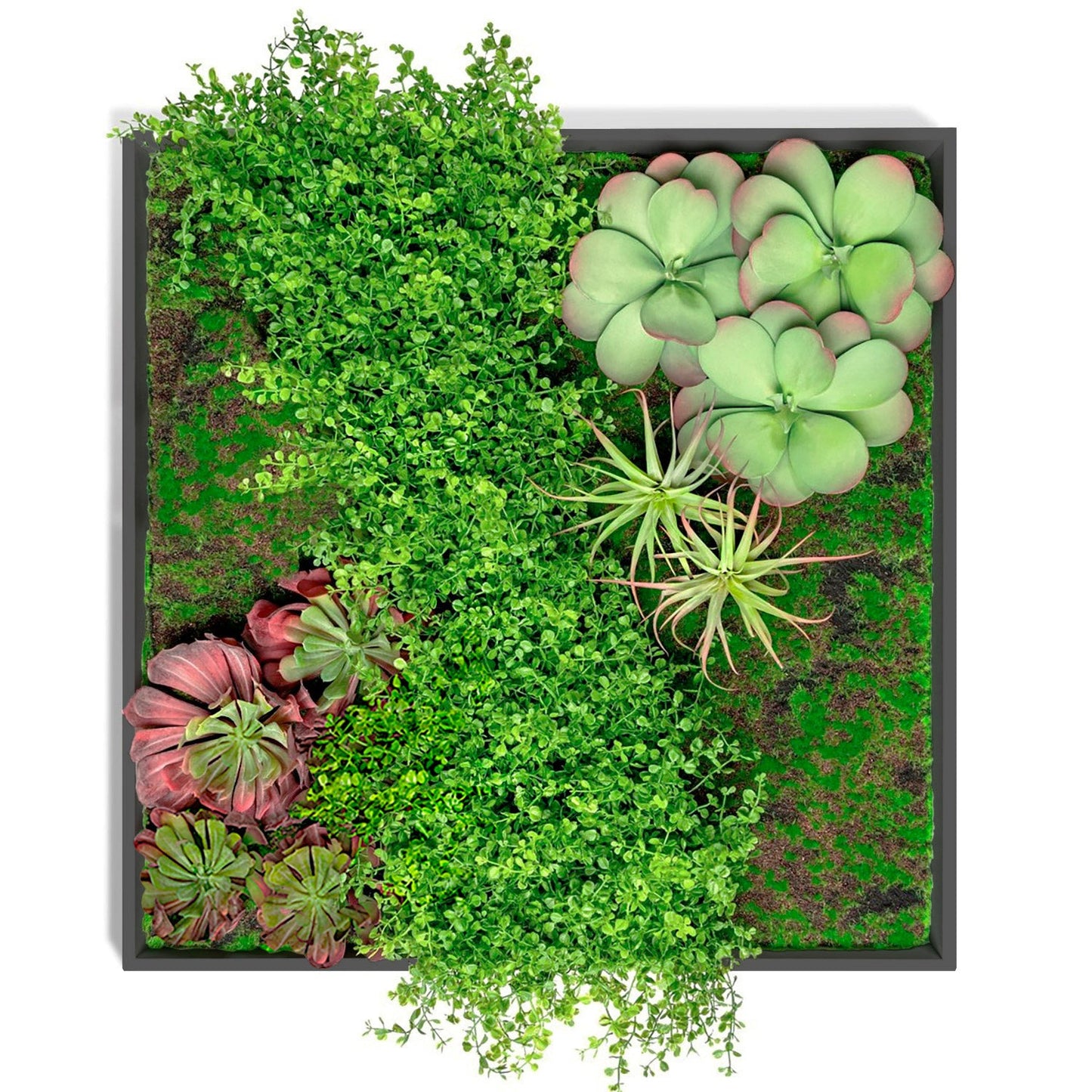 Green Wall, Button Fern Mix By Gold Leaf | Wall Art | Modishstore - 3