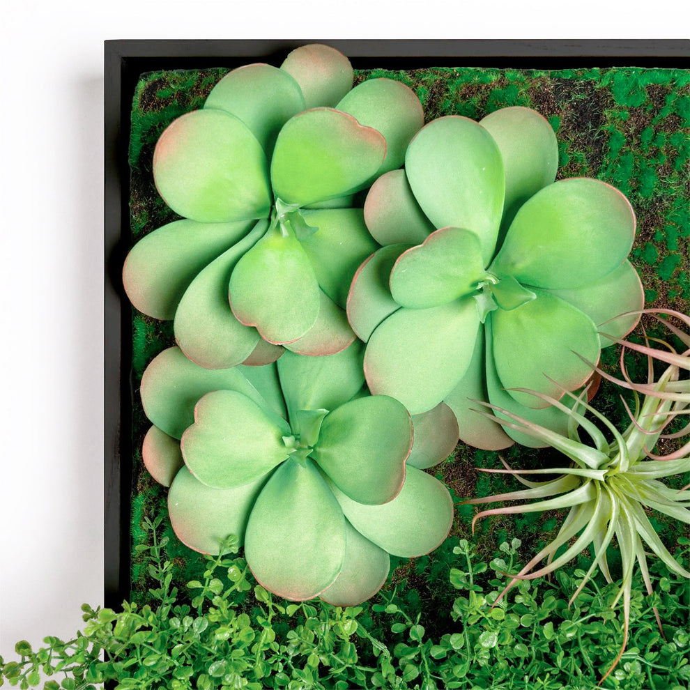 Green Wall, Button Fern Mix By Gold Leaf | Wall Art | Modishstore - 4