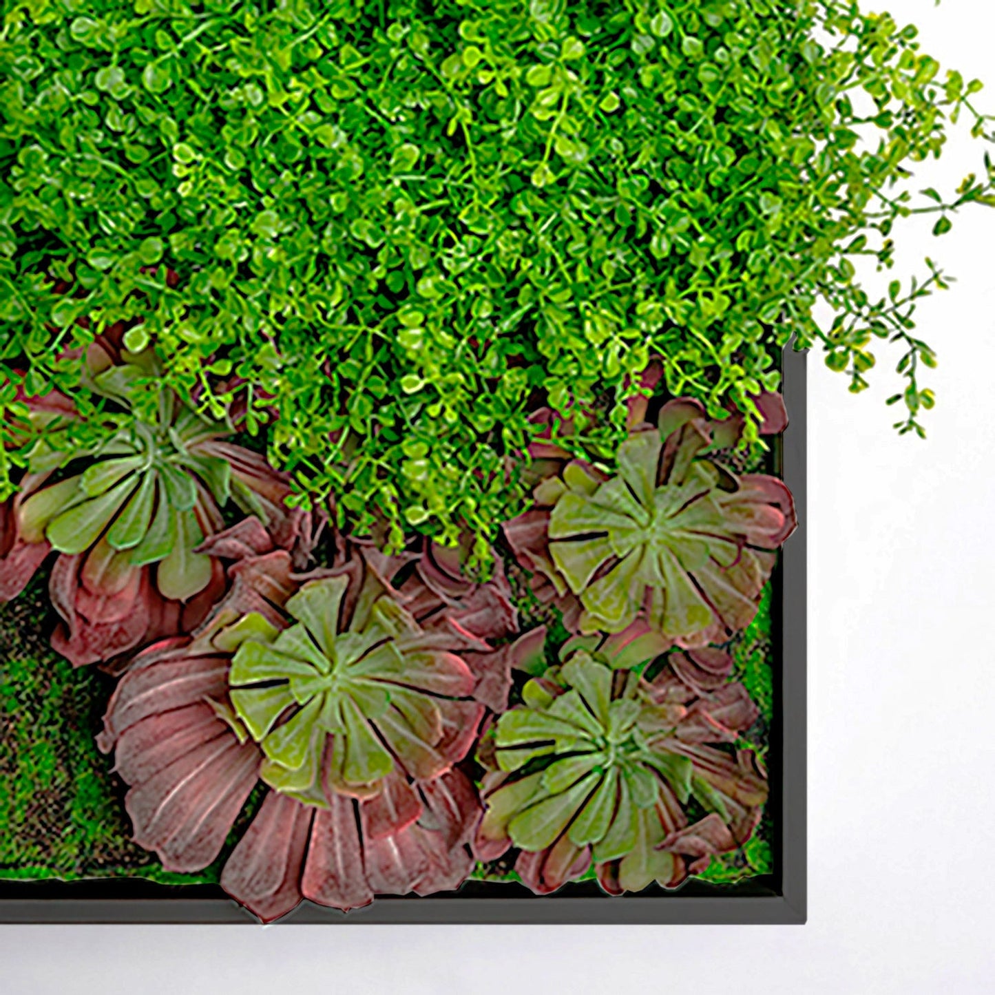 Green Wall, Button Fern Mix By Gold Leaf | Wall Art | Modishstore - 6