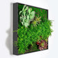 Green Wall, Button Fern Mix By Gold Leaf | Wall Art | Modishstore - 2