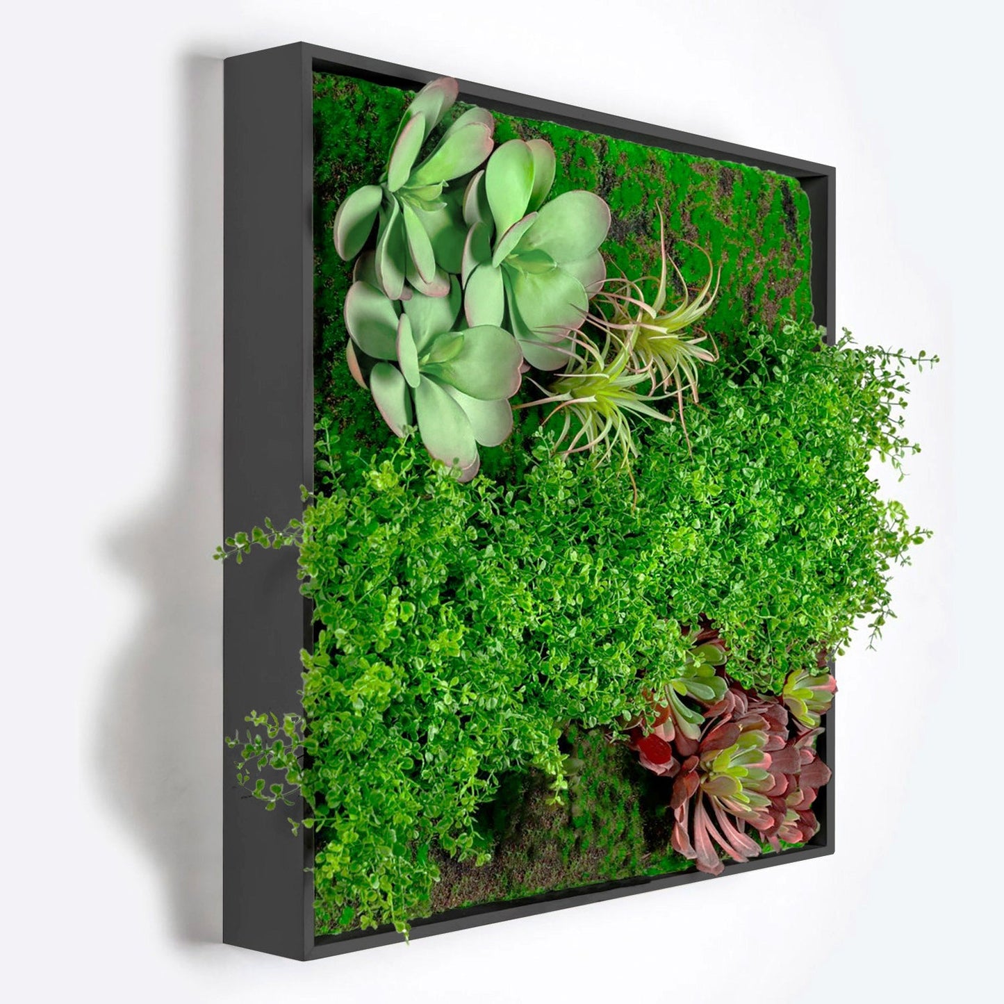 Green Wall, Button Fern Mix By Gold Leaf | Wall Art | Modishstore - 2