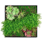 Green Wall, Button Fern Mix By Gold Leaf | Wall Art | Modishstore - 1