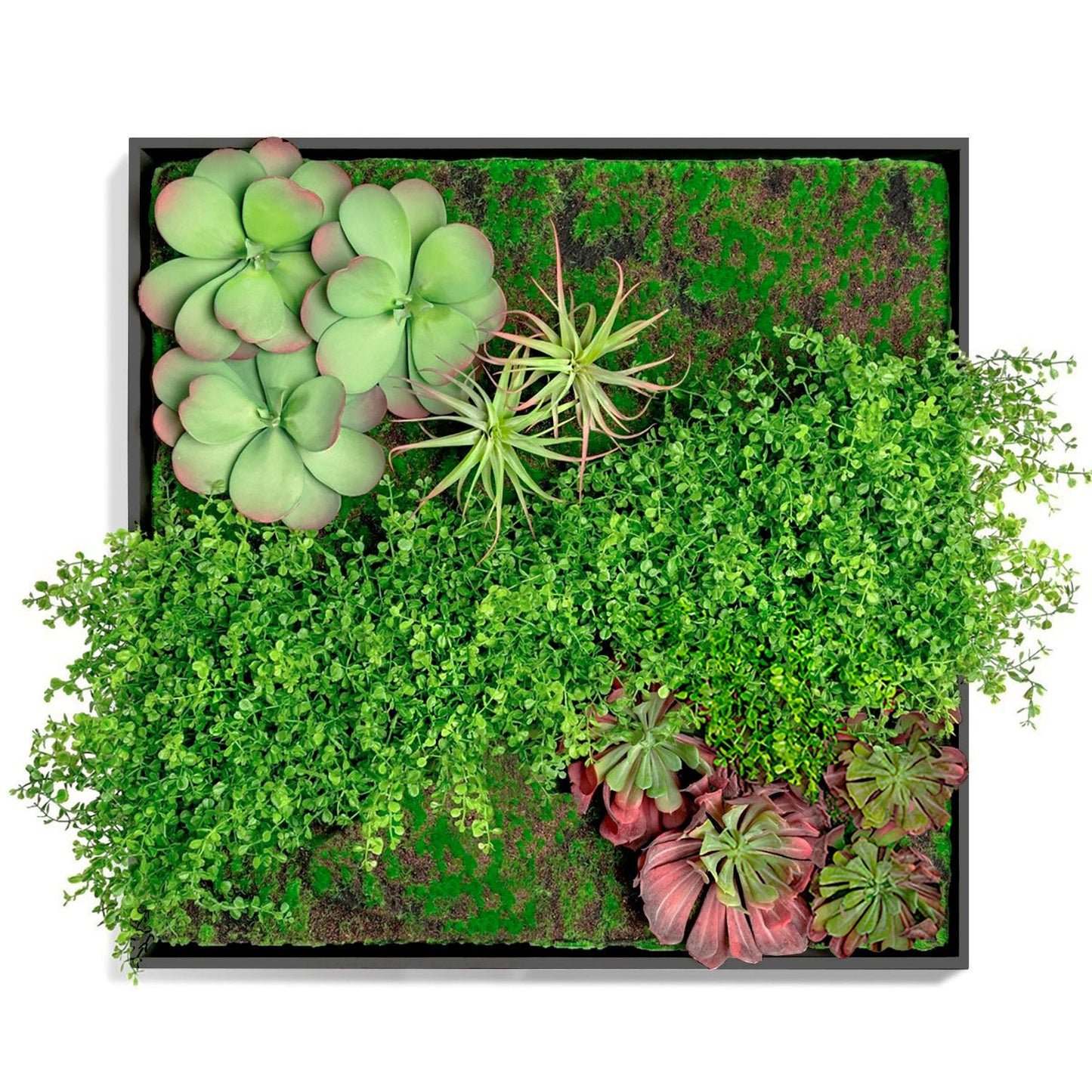 Green Wall, Button Fern Mix By Gold Leaf | Wall Art | Modishstore - 1