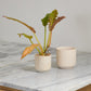 Indo Pot Set of 4 By Accent Decor | Planters, Troughs & Cachepots | Modishstore - 1