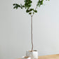 Iona Pot By Accent Decor | Planters, Troughs & Cachepots | Modishstore - 5