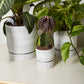 La Jolla Pot Set of 4 By Accent Decor | Planters, Troughs & Cachepots | Modishstore - 3