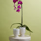 Laney Vase Set of 8 By Accent Decor | Vases | Modishstore - 5