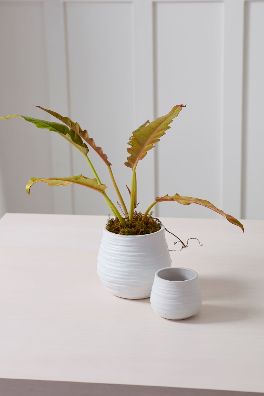 Larkin Pot Set of 8 By Accent Decor | Wall Decor | Modishstore - 4