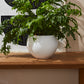 Mayu Pot Set of 2 By Accent Decor | Planters, Troughs & Cachepots | Modishstore - 3