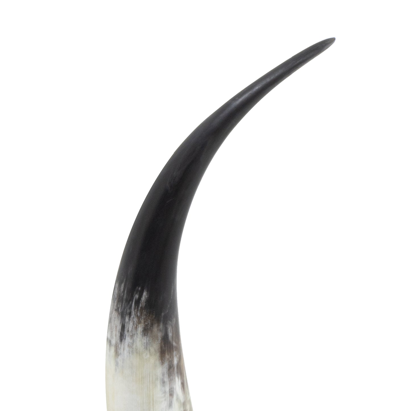 Daylon Horn Large By Regina Andrew | Sculptures | Modishstore - 7