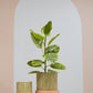 Melancia Pot with Saucer Set of 4 By Accent Decor | Planters, Troughs & Cachepots | Modishstore - 3