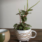 Milk and Sugar Mug Set of 4 By Accent Decor | Planters, Troughs & Cachepots | Modishstore - 3