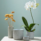 Millie Collection Set of 8 By Accent Decor | Planters, Troughs & Cachepots | Modishstore - 1