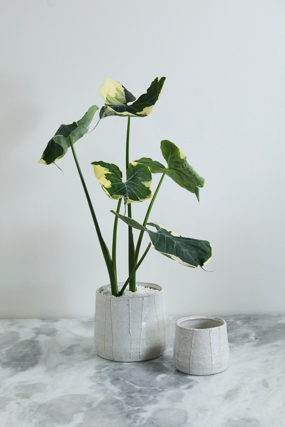 Morgan Pot Set of 4 By Accent Decor | Wall Decor | Modishstore - 4