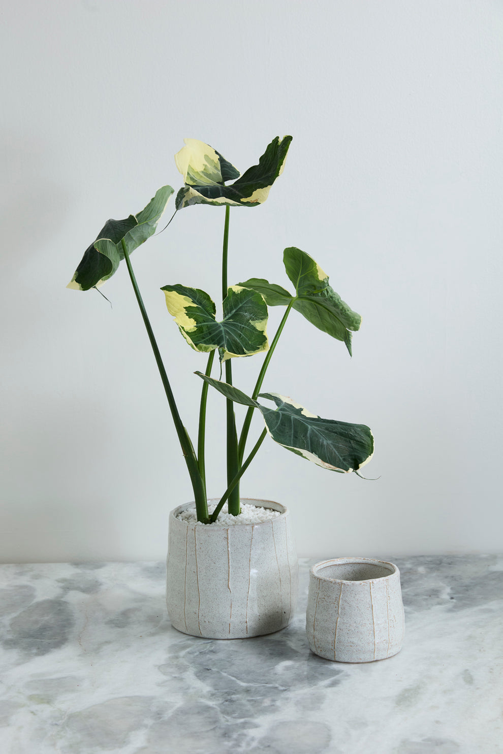 Morgan Pot Set of 4 By Accent Decor | Wall Decor | Modishstore - 4