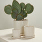 Morse Pot with Saucer Set of 4 By Accent Decor | Planters, Troughs & Cachepots | Modishstore - 3