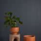 Newport Compote Set of 2 By Accent Decor | Planters, Troughs & Cachepots | Modishstore - 5