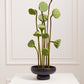 Nightingale Compote Set of 8 By Accent Decor | Planters, Troughs & Cachepots | Modishstore - 3