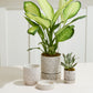 Nisha Pot Set of 4 By Accent DŽcor