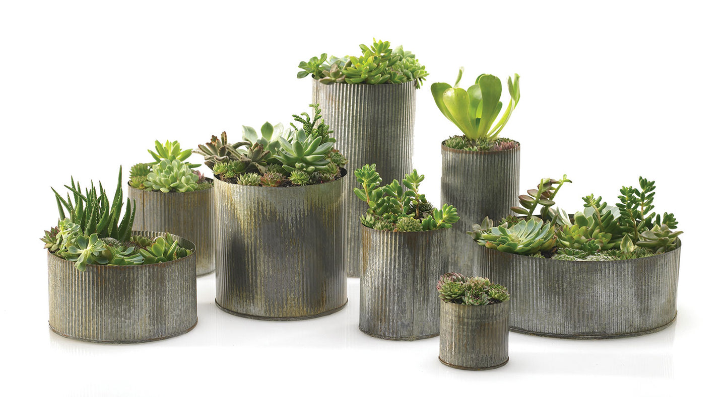 Norah Collection Set of 4 By Accent Decor | Vases | Modishstore - 6