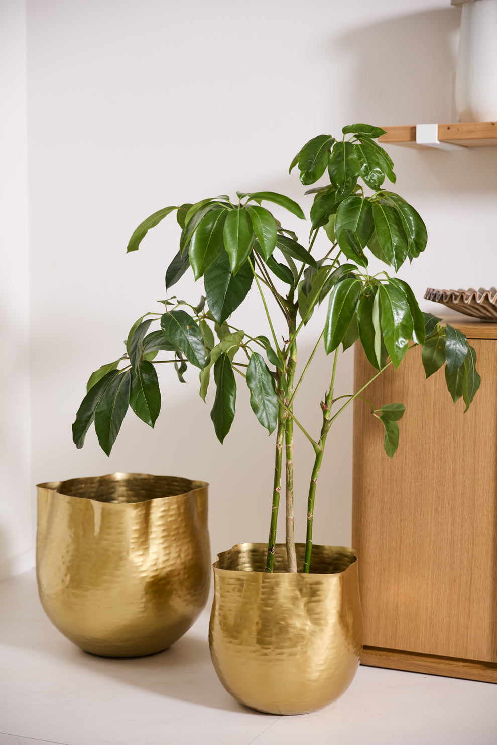 Novella Pot By Accent Decor | Planters, Troughs & Cachepots | Modishstore - 4